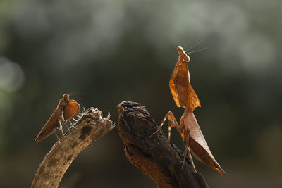 Close-up of dry leaves on branch