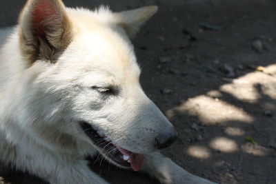 Close-up of dog