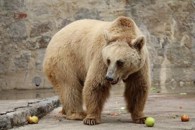 Grizzly bear at zoo