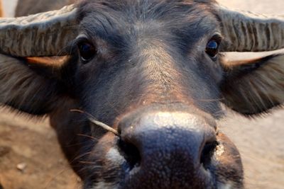 Close-up portrait of horse