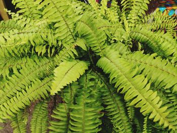 High angle view of fern leaves