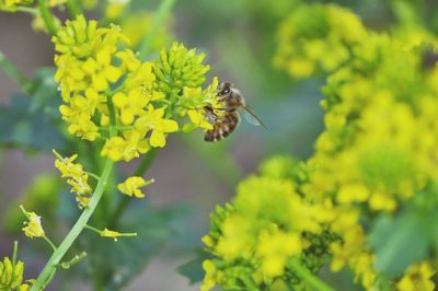 Close-up of bee pollinating flower