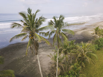 Aerial view of green palms