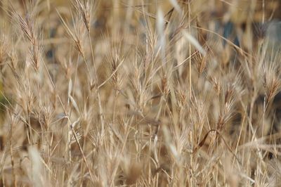 Close-up of wheat field