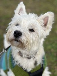 Close-up portrait of dog