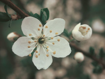 Close-up of white flowers blooming outdoors