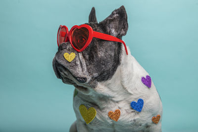 Profile of a french bulldog with red heart-shaped glasses sitting on a blue background