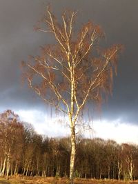 Bare tree against sky