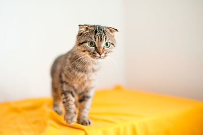 Close-up of cat sitting on bed at home