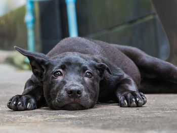 A black thai ridgeback puppy relaxing on the ground