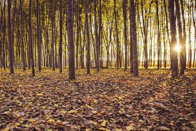 Trees in forest during autumn