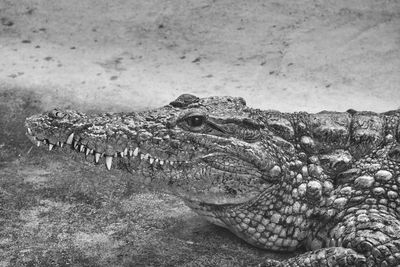 Close-up of crocodile in the sea