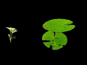 Close-up of green leaf against black background