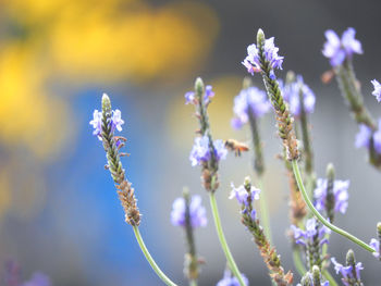 The colour of lavender decorate the spring and make the atmosphere more attractive.