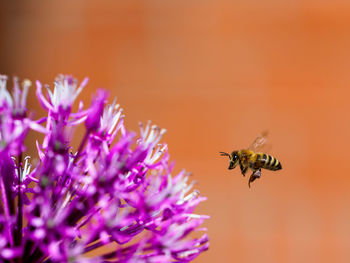 Close-up of bee pollinating on flower