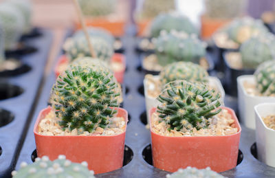 Close-up of potted cactus plants