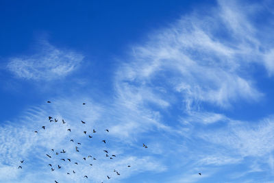 Low angle view of birds flying in sky