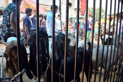 People shopping of goats for festival eid in the market. gurgaon, haryana, india. july 20, 2021