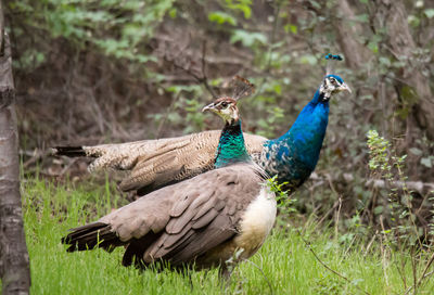 Peacock on a field