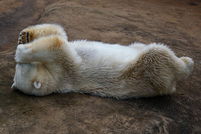 Full length of a polar bear relaxing on floor