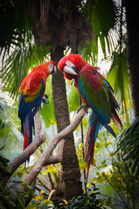 Macaws perching on tree stump