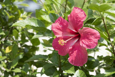 Close-up of pink hibiscus flower