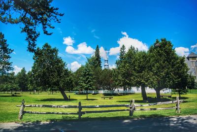 View of trees on grassy field