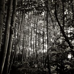 Low angle view of trees
