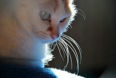 Close-up of cat looking away