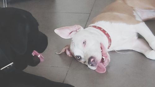 High angle view of dog lying on floor at home