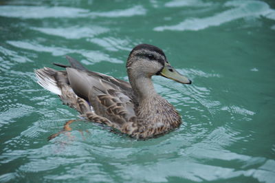 Duck swimming in a lake