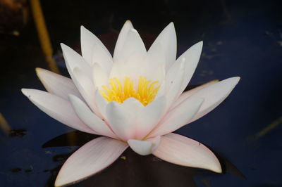 Close-up of lotus water lily in pond