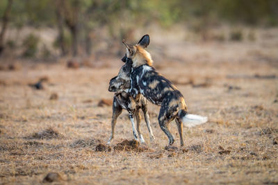 Wild dogs on field