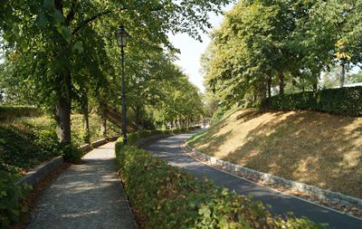 Road amidst trees in park