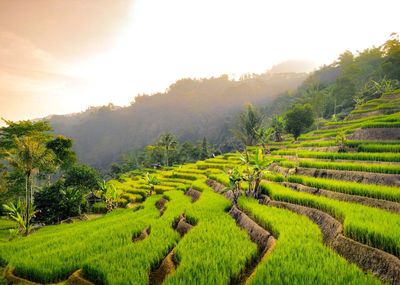 This is sawah, a staple food source for indonesian citizens