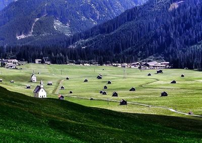 Scenic view of grassy field