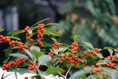 Close-up of red berries on tree