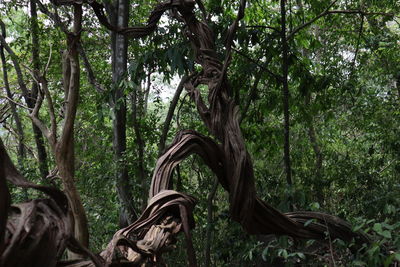 Trees in forest