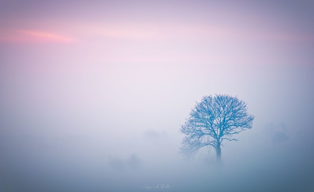 VIEW OF TREE ON LANDSCAPE AGAINST SKY