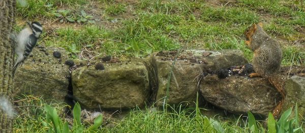 View of an animal on land