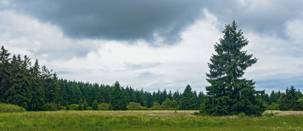 Scenic view of pine trees on field against sky