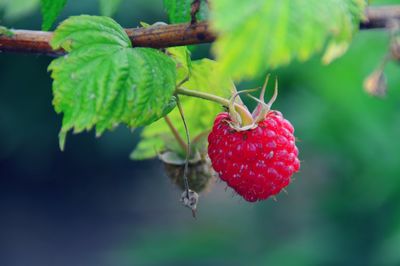 Close-up of strawberry hanging on plant