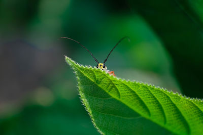 Close-up of butterfly on leaf