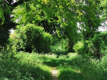 Scenic view of forest