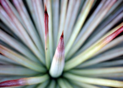 Close-up of pink flower