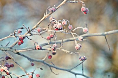 Close-up of berries on branch