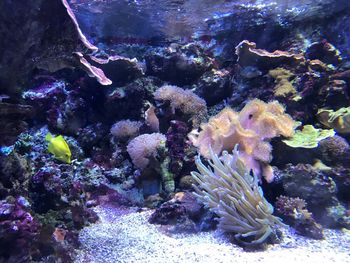 Close-up of fish swimming in sea