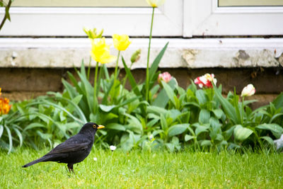 Side view of bird standing on green grass in front of spring flowers. blackbird, turdus merula