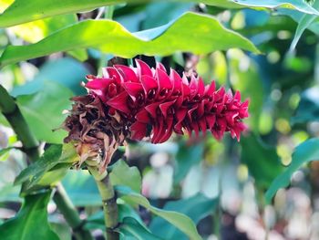 Close-up of red flowering plant