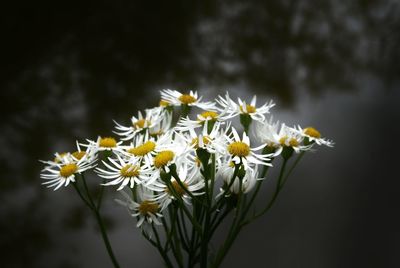 Close-up of white flowers